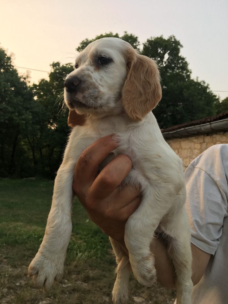 Du Causse Aux Perdrix - Chiots disponibles - Setter Anglais