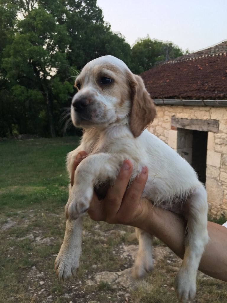 Du Causse Aux Perdrix - Chiots disponibles - Setter Anglais