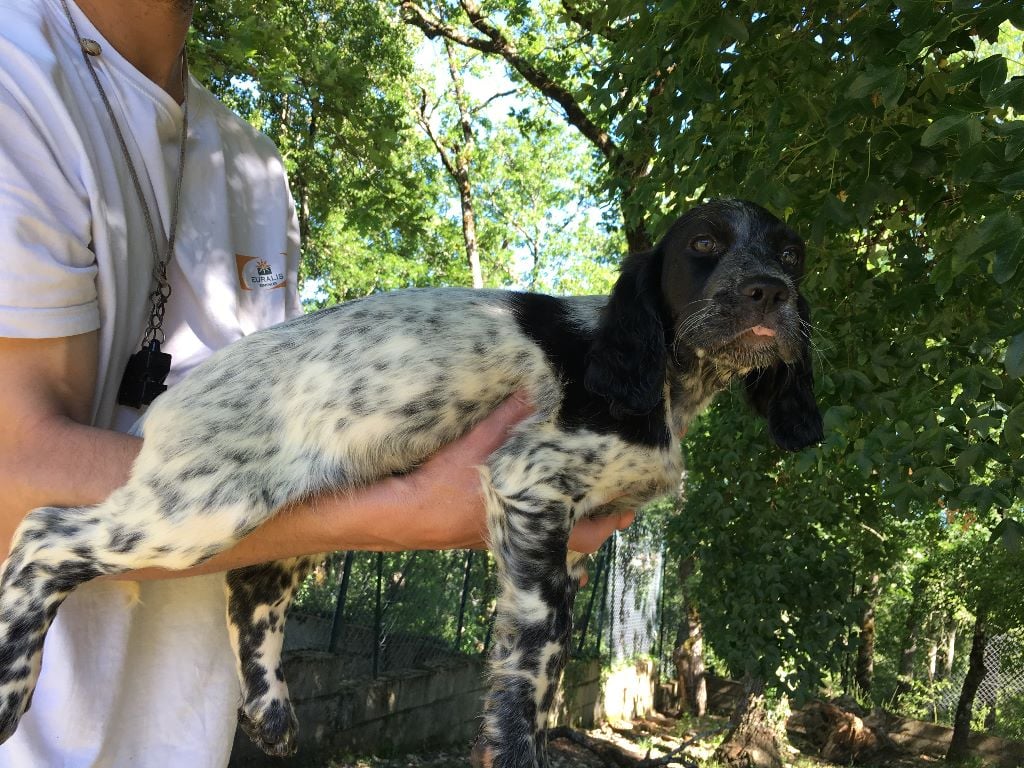 Du Causse Aux Perdrix - Chiots disponibles - Setter Anglais