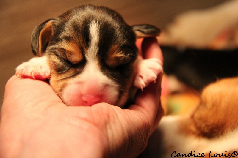 Du Hêtre Au Loup - Beagle - Portée née le 24/05/2015