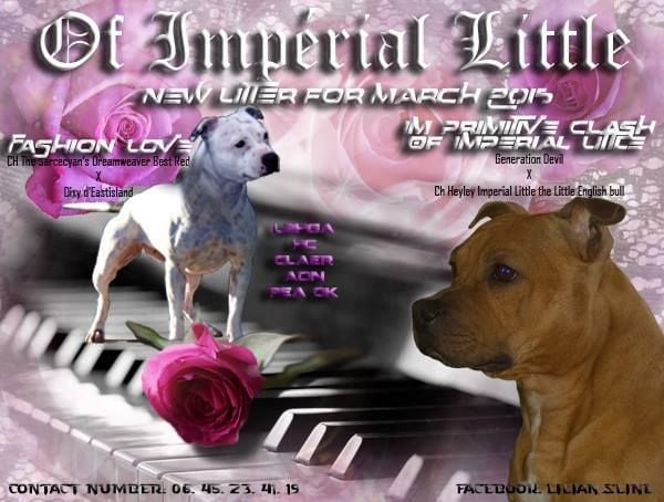 Of Imperial Little - chiots de fashion love  disponible 