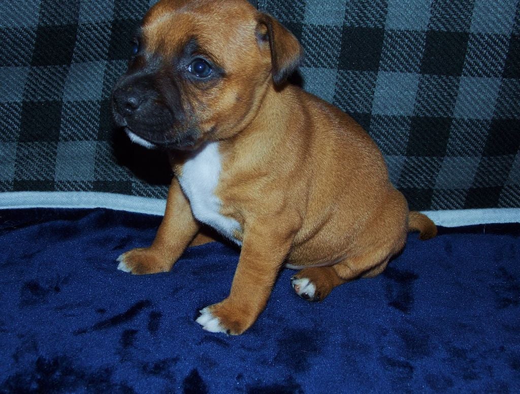 Of Imperial Little - Chiots disponibles - Staffordshire Bull Terrier