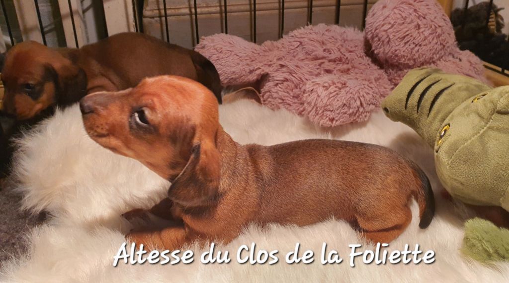 Du Clos De La Foliette - Chiots disponibles - Teckel poil ras