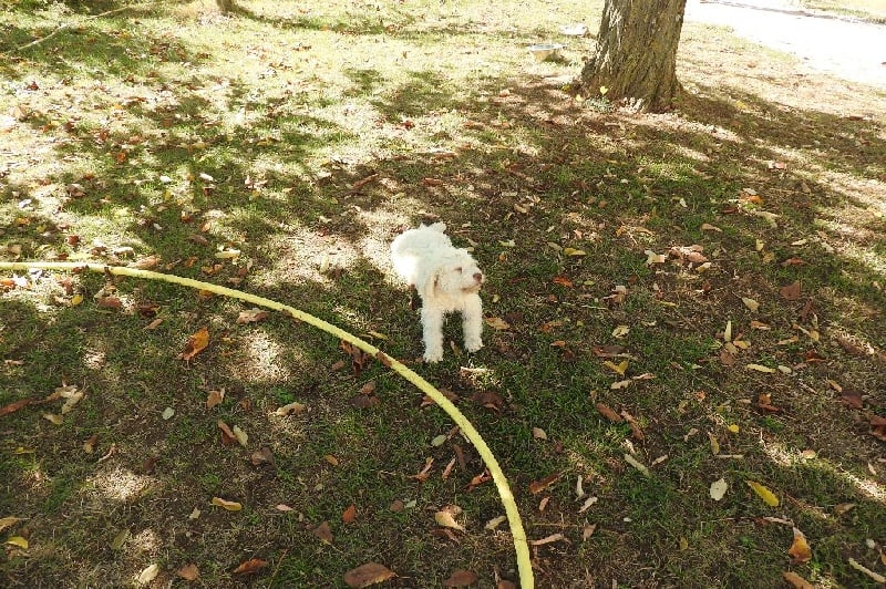 Des Perles Du Quercy - Chiots disponibles - Lagotto Romagnolo