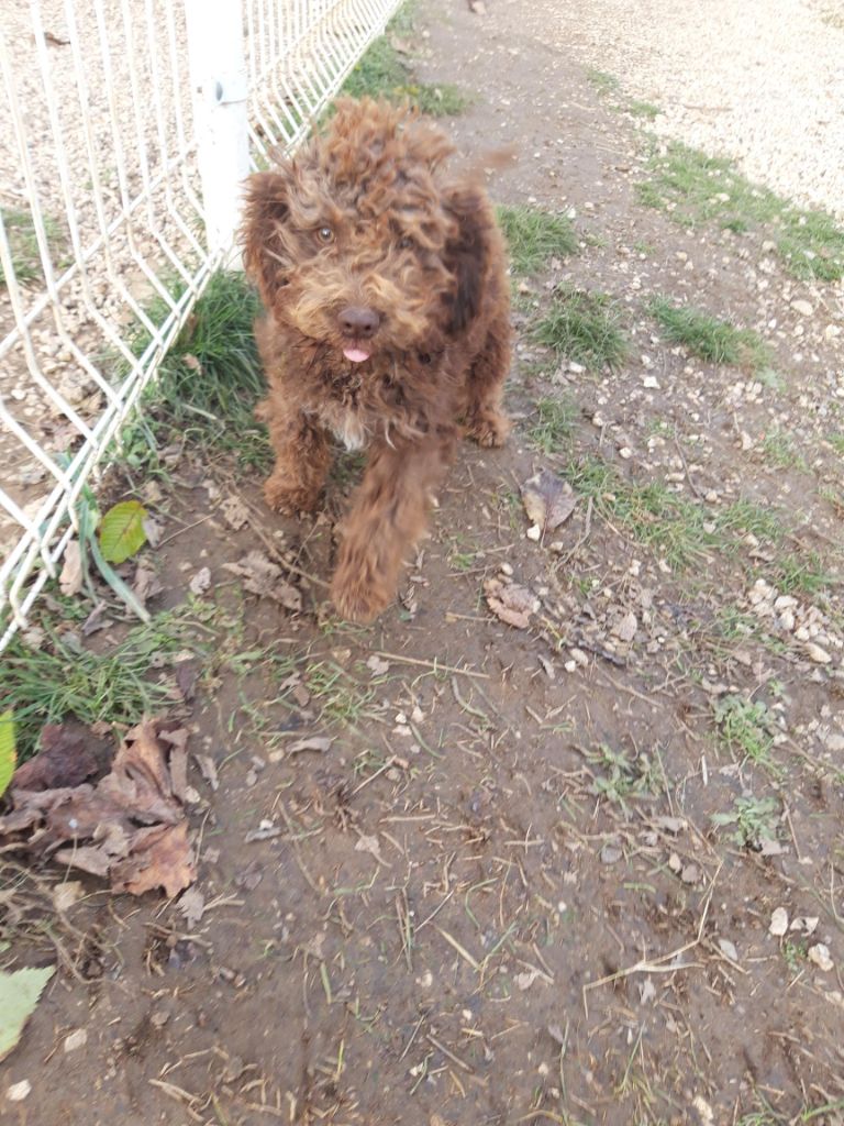 Des Perles Du Quercy - Chiots disponibles - Lagotto Romagnolo