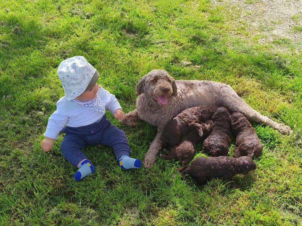 Des Perles Du Quercy - Lagotto Romagnolo - Portée née le 29/04/2024