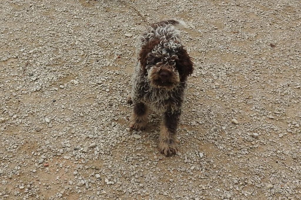 Des Perles Du Quercy - Chiots disponibles - Lagotto Romagnolo