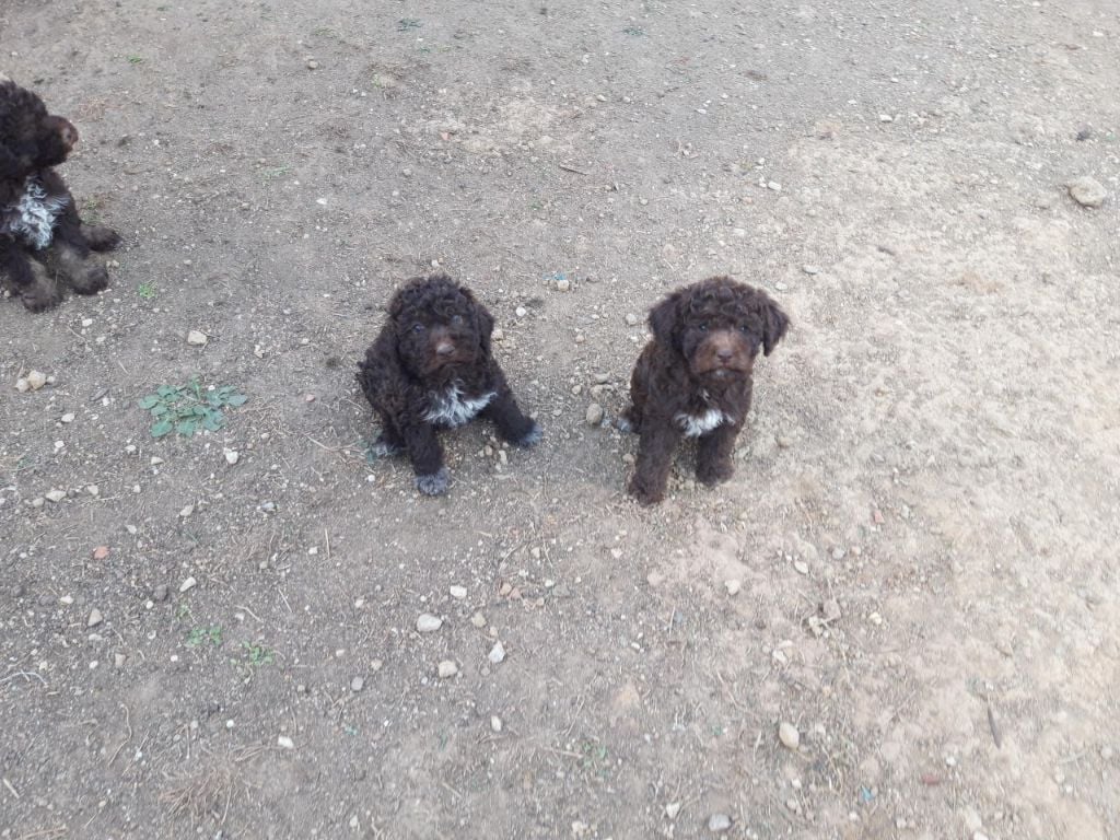 Des Perles Du Quercy - Lagotto Romagnolo - Portée née le 13/08/2022