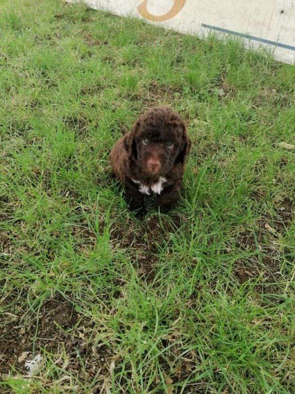 Des Perles Du Quercy - Chiots disponibles - Lagotto Romagnolo