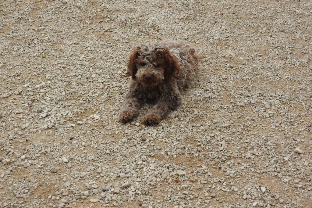 Des Perles Du Quercy - Chiots disponibles - Lagotto Romagnolo