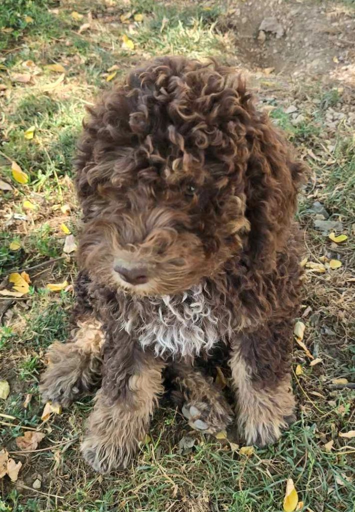 Des Perles Du Quercy - Chiots disponibles - Lagotto Romagnolo