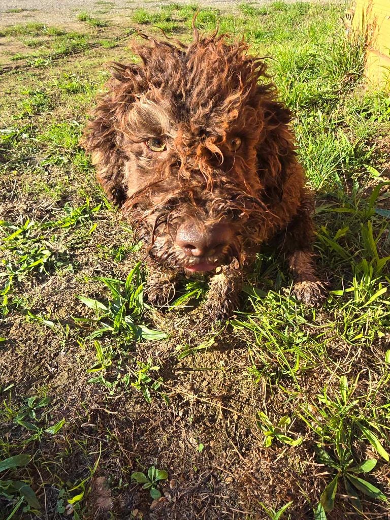 Des Perles Du Quercy - Chiots disponibles - Lagotto Romagnolo