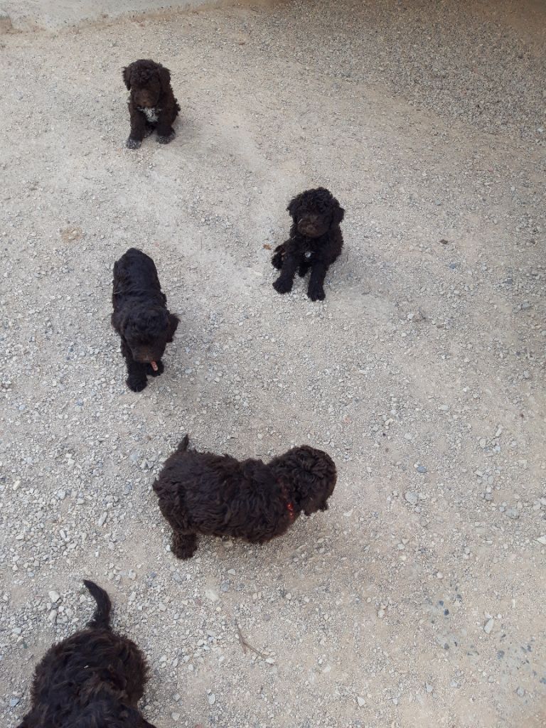 Des Perles Du Quercy - Lagotto Romagnolo - Portée née le 10/06/2022