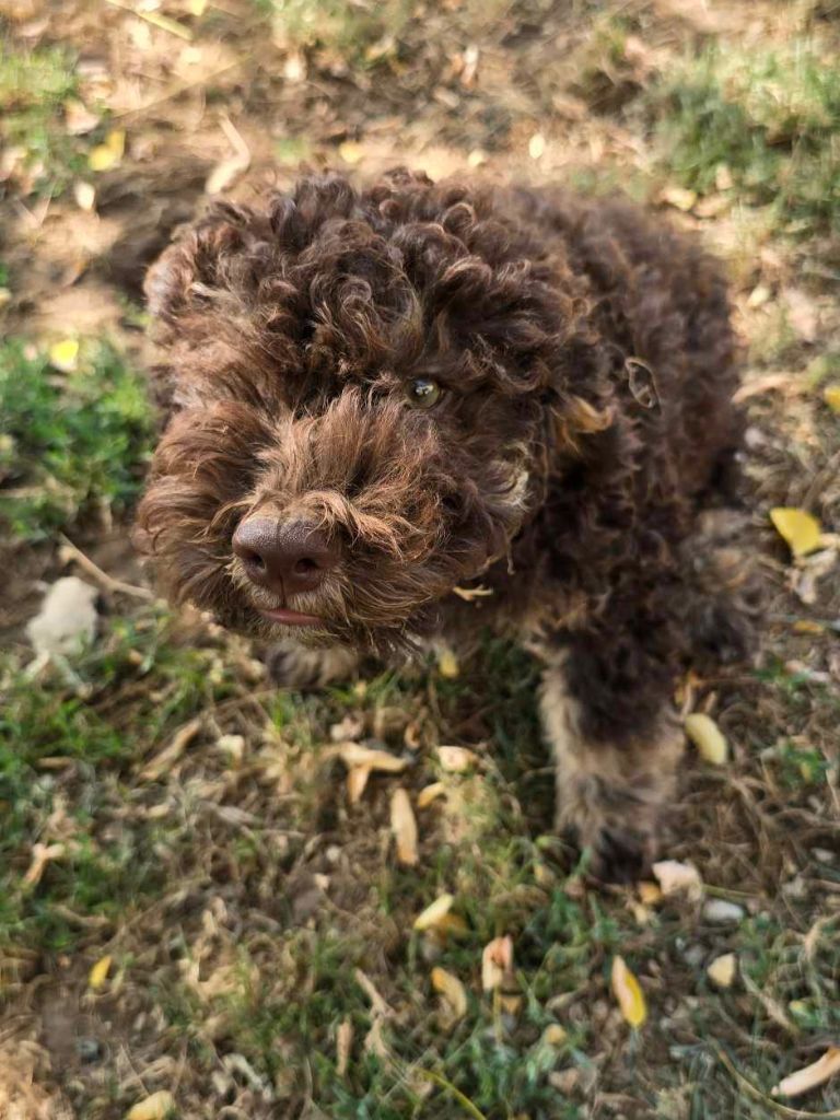 Des Perles Du Quercy - Chiots disponibles - Lagotto Romagnolo