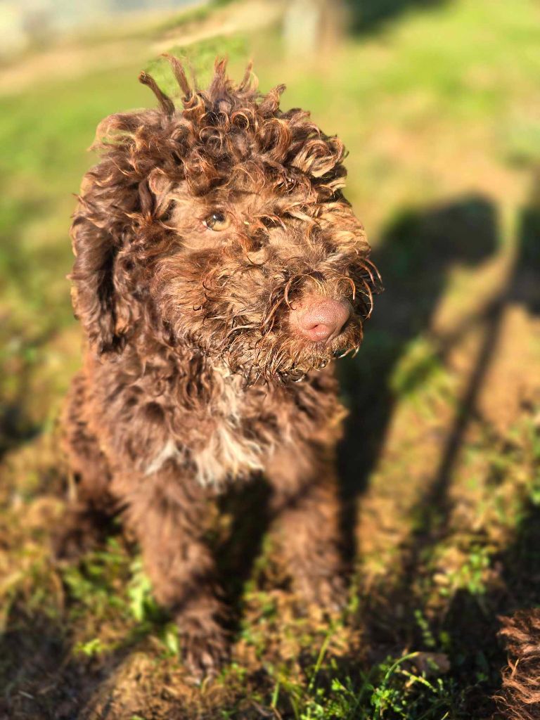 Des Perles Du Quercy - Chiots disponibles - Lagotto Romagnolo