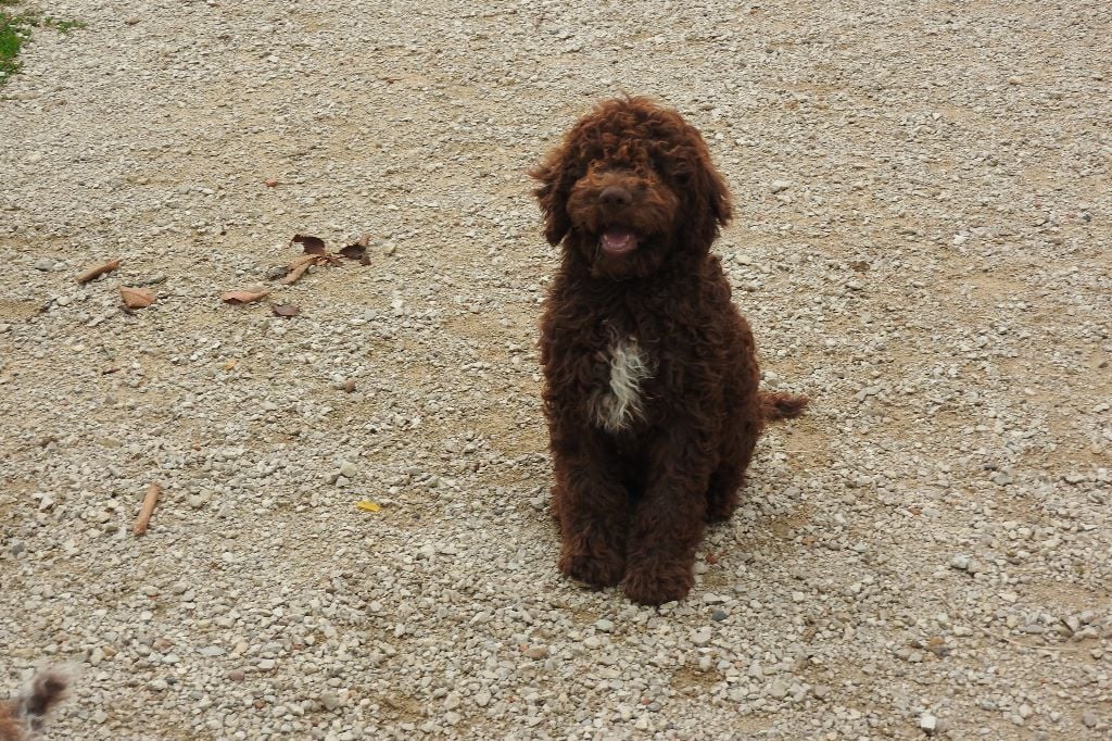 Des Perles Du Quercy - Chiots disponibles - Lagotto Romagnolo