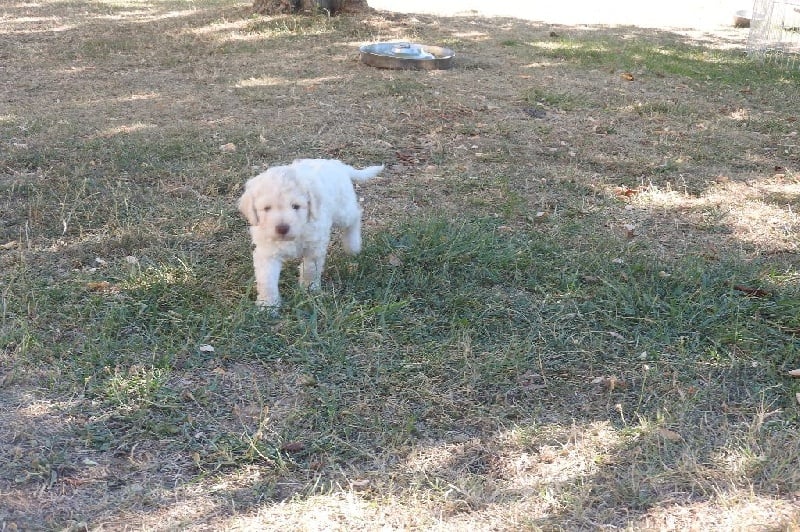 Des Perles Du Quercy - Lagotto Romagnolo - Portée née le 26/07/2016