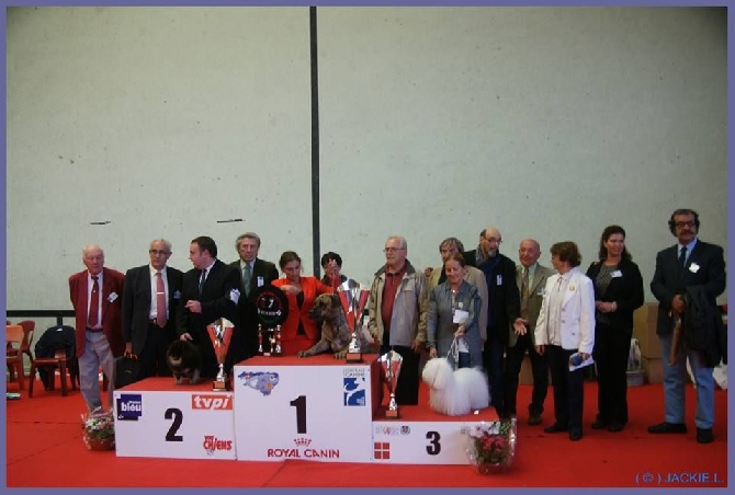 De L'ilot Des Blancs Manteaux - Hepsi 3ème du Best in show de l'expo à Hasparren 