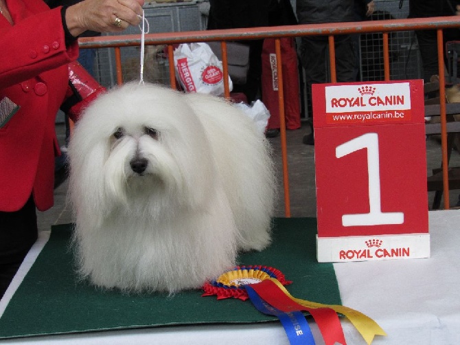 De L'ilot Des Blancs Manteaux - CHAMPION DE BELGIQUE