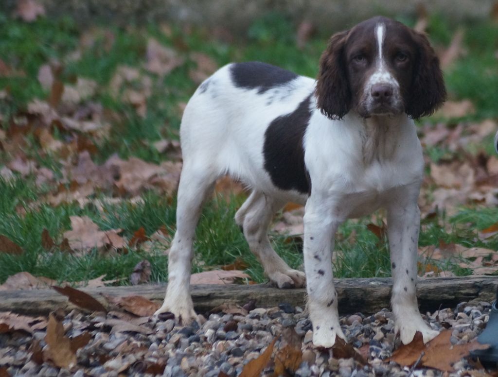 Chiot English Springer Spaniel Des Terres De Beaulieu