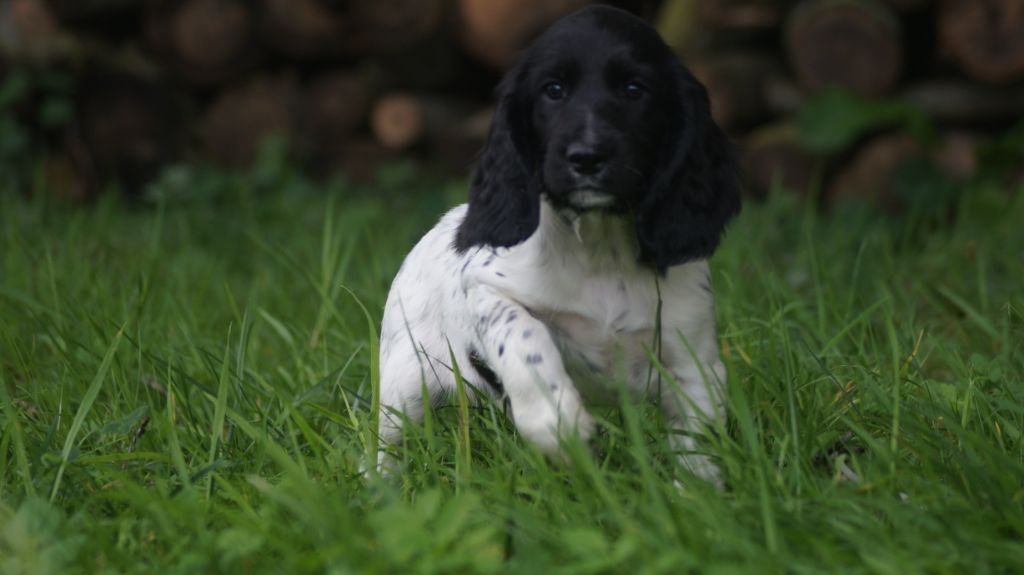 Chiot English Springer Spaniel Des Terres De Beaulieu