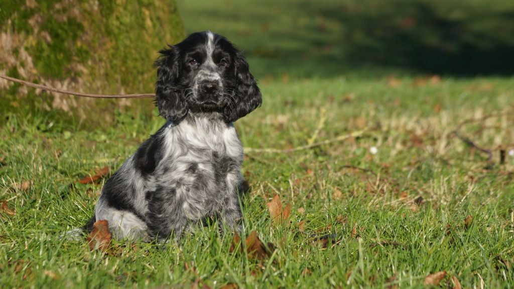 Chiot Cocker Spaniel Anglais Des Terres De Beaulieu