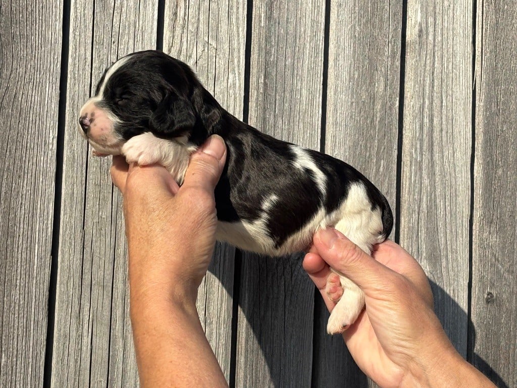 Des Terres De Beaulieu - Chiots disponibles - English Springer Spaniel