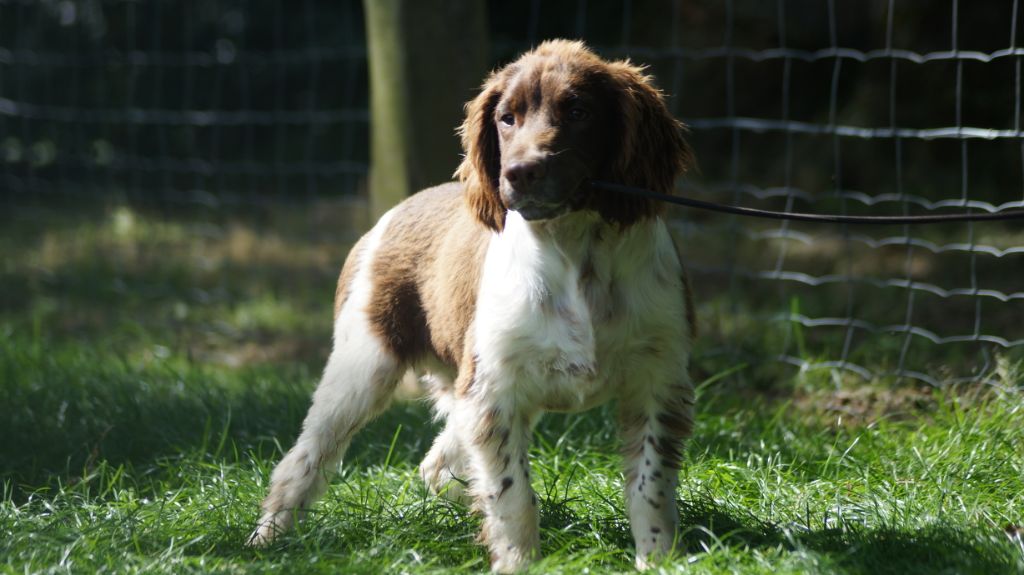 Des Terres De Beaulieu - English Springer Spaniel - Portée née le 12/04/2019