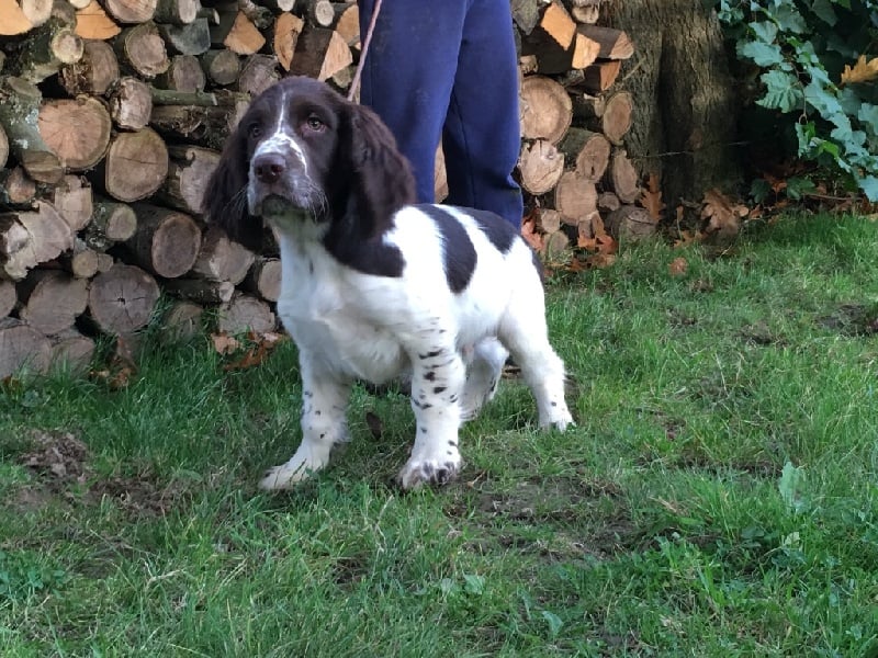 Des Terres De Beaulieu - English Springer Spaniel - Portée née le 18/07/2016