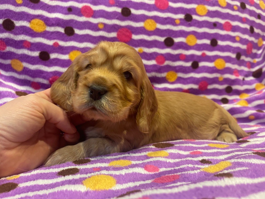 Des Terres De Beaulieu - Cocker Spaniel Anglais - Portée née le 15/12/2022