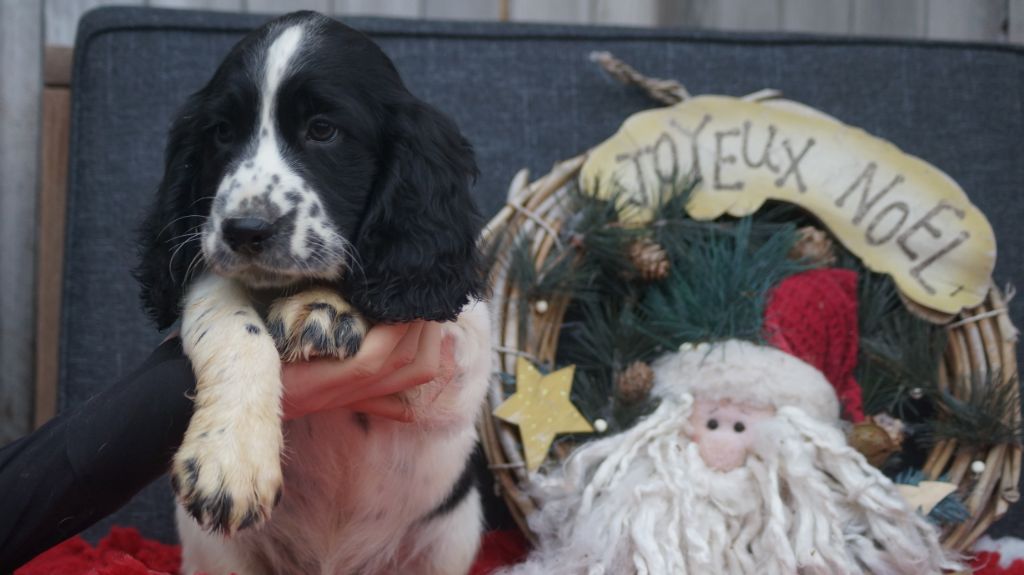 Chiot English Springer Spaniel Des Terres De Beaulieu