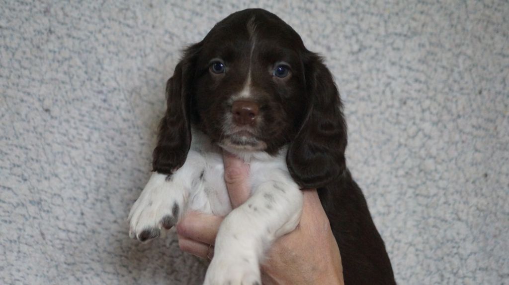 Chiot English Springer Spaniel Des Terres De Beaulieu