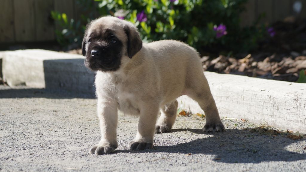 Des Terres De Beaulieu - Mastiff - Portée née le 10/08/2018