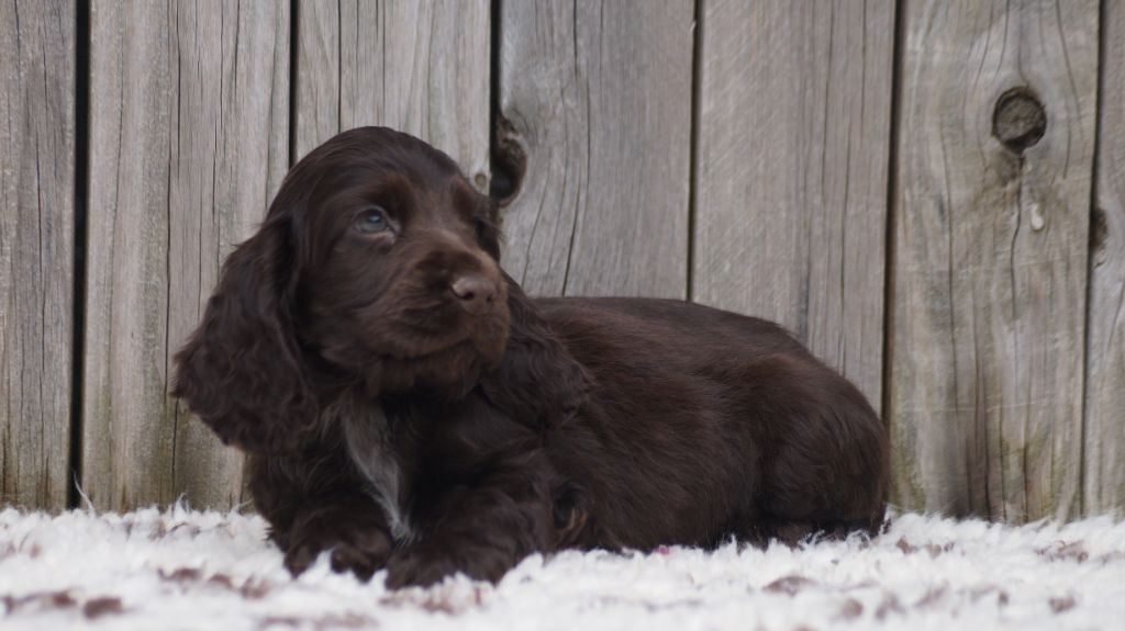 Des Terres De Beaulieu - Cocker Spaniel Anglais - Portée née le 27/02/2023