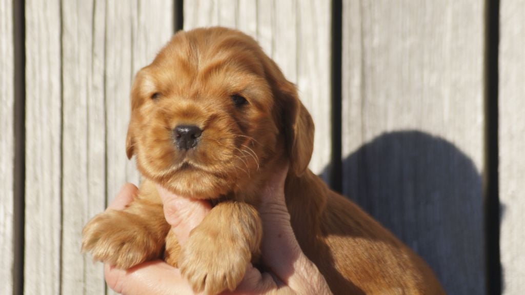 Des Terres De Beaulieu - Cocker Spaniel Anglais - Portée née le 09/12/2024