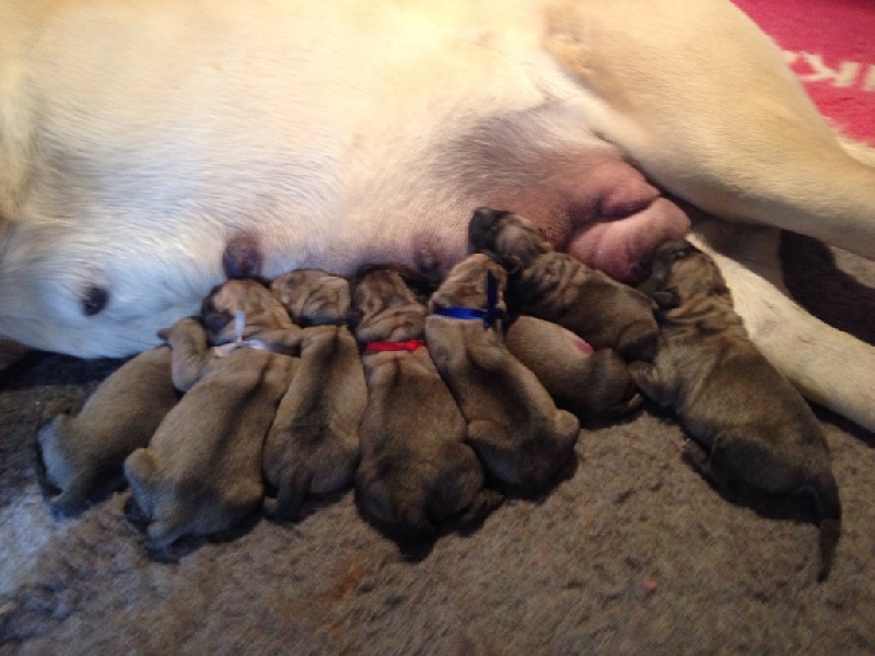 Des Terres De Beaulieu - Mastiff - Portée née le 14/06/2015