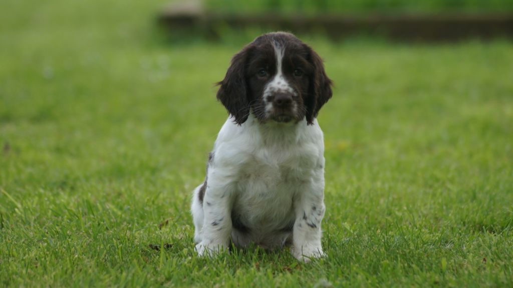 Des Terres De Beaulieu - English Springer Spaniel - Portée née le 24/03/2019