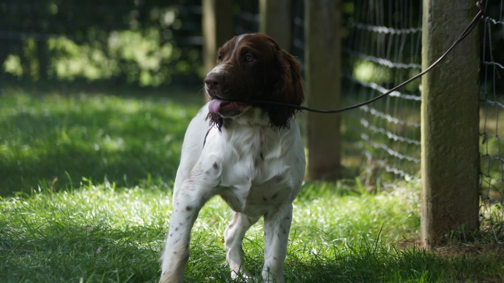 Chiot English Springer Spaniel Des Terres De Beaulieu