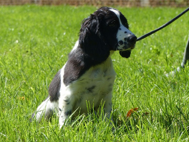 Chiot English Springer Spaniel Des Terres De Beaulieu