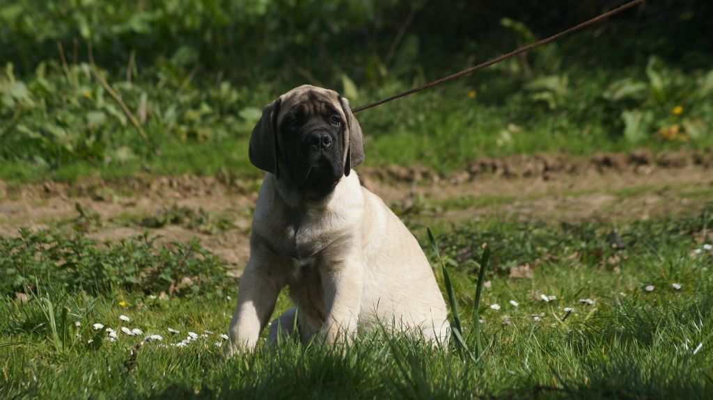 Des Terres De Beaulieu - Mastiff - Portée née le 26/12/2021