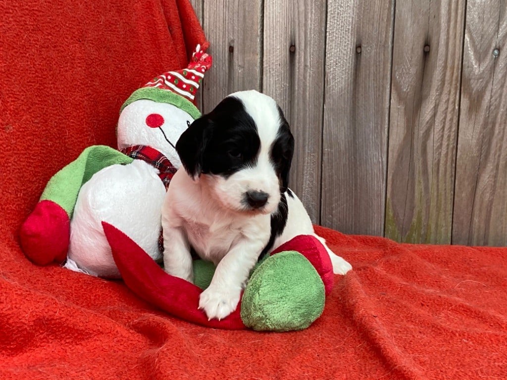 Chiot English Springer Spaniel Des Terres De Beaulieu