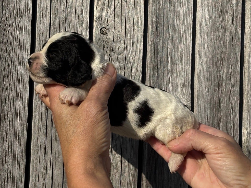 Des Terres De Beaulieu - Chiots disponibles - English Springer Spaniel