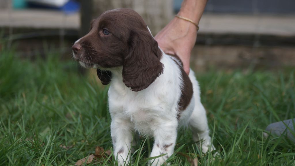 Chiot English Springer Spaniel Des Terres De Beaulieu