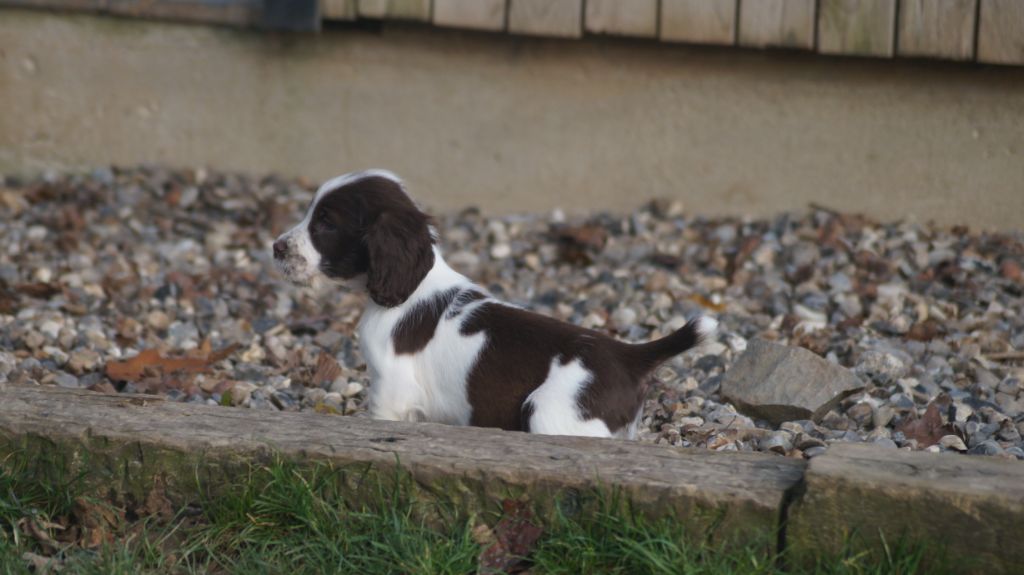 Chiot English Springer Spaniel Des Terres De Beaulieu