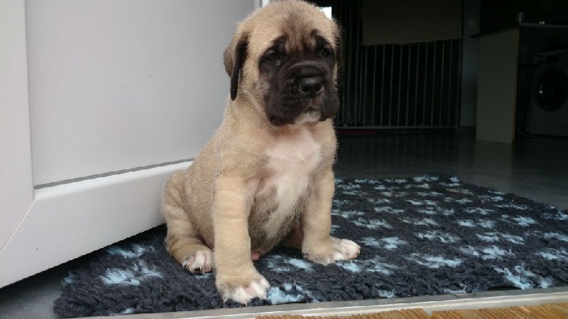 Des Terres De Beaulieu - Mastiff - Portée née le 24/05/2014