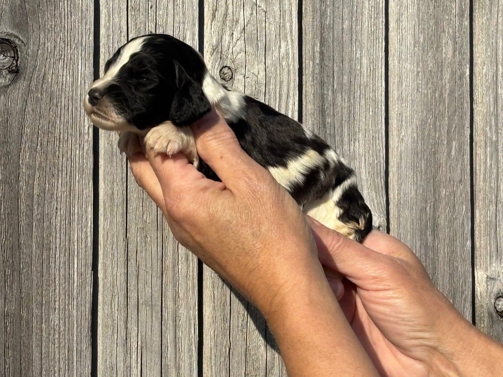 Des Terres De Beaulieu - Chiots disponibles - English Springer Spaniel