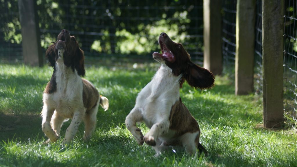 Chiot English Springer Spaniel Des Terres De Beaulieu