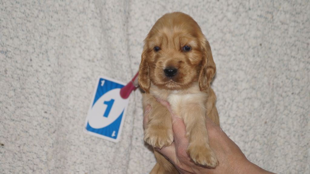 Des Terres De Beaulieu - Cocker Spaniel Anglais - Portée née le 10/02/2021