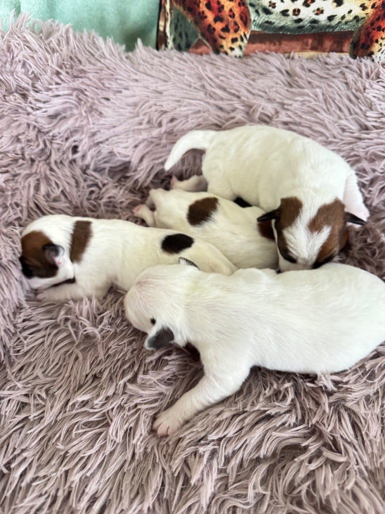 Chiot Parson Russell Terrier De La Grange Du Moulin