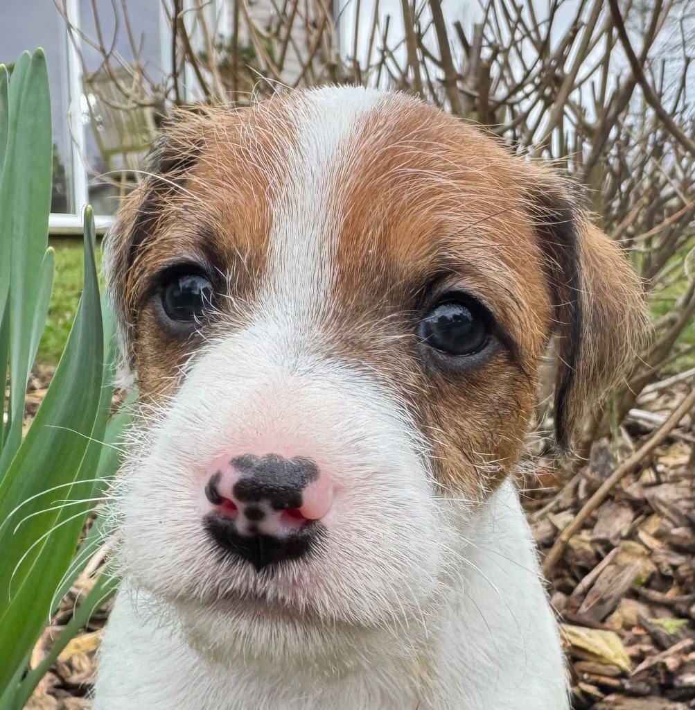 De La Grange Du Moulin - Chiots disponibles - Parson Russell Terrier